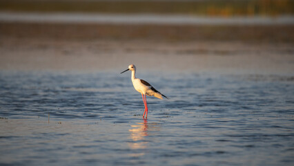 Lone black-winged stilt stand on shallow water. Long red legs reflected on the surface in the...