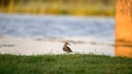 Wood sandpiper stands gracefully on the grassy shoreline at Talaimannar, Sri Lanka