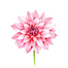 Bold Dahlia Bloom &ndash; Watercolor