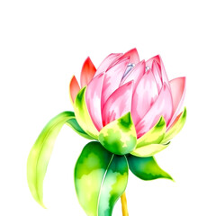 Pink Protea &ndash; Exotic Watercolor