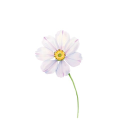  Lavender Scabiosa &ndash; Soft Watercolor Bloom