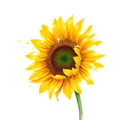 Sunny Sunflower &ndash; Watercolor