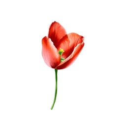  Red Tulip &ndash; Clean Watercolor Flower