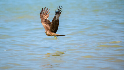 Obraz premium Eagle swoops low over the water with its wings fully spread, clutching its prey as droplets trail behind