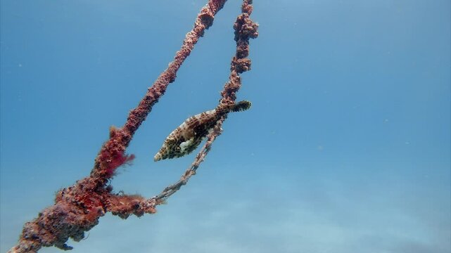 filefish swimming in ocean