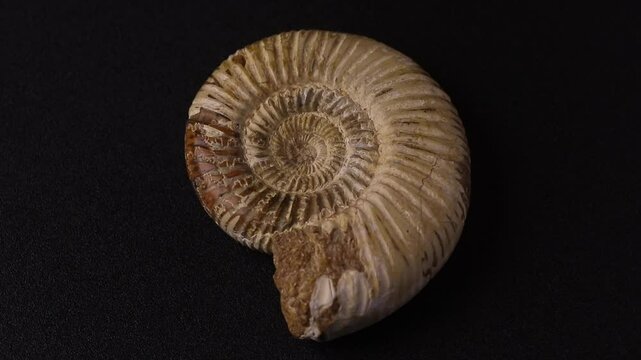Rotating ammonite fossil