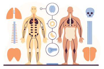 Illustrated Human Anatomy Diagram Skeleton, Lungs, Veins, Organs Depicted in Flat Style