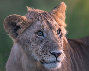 a portrait of a lioness in serengeti savannah