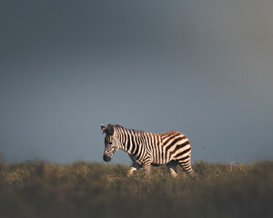 zebra cub in serengeti savannah © tony