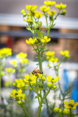 Africanized bee collecting nectar and pollen from the flower of the rue plant or ruta graveolens.