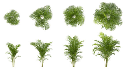 Cut out greenery plants collection on transparent backgrounds. High quality 3d rendering. png format	