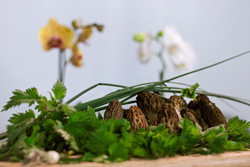 Morchella, the true morels mushroom is delicious eatable fungi decorated with young onion and...