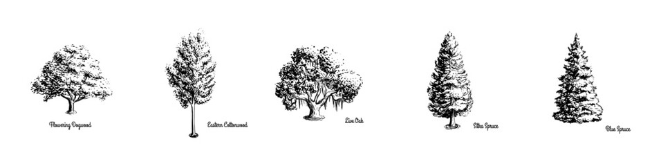 Fototapeta premium Hand drawn trees with names. Flowering aywood_Eastern cottonwood_ live oak_sitka spruce_ blue spruce - Tree Vectror collection