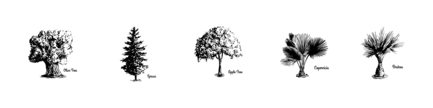 Hand drawn trees with names. Olive tree_spruce_apple tree_copernicia_brahea - Tree Vectror collection