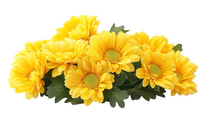 Chrysanthemum flower isolated on transparent background