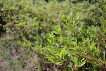 gree leaves in sejong city korea at night