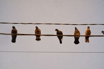 Closeup shot of flock of pigeons perched on straight cable line. A group of birds perched on a power line to rest, search for prey, monitor the environment, and protect themselves from predators.