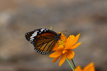 butterfly on flower