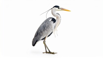 Obraz premium Grey Heron Bird Profile, Isolated White Background, Wildlife Photography