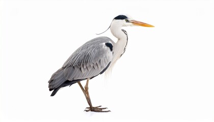 Obraz premium Grey Heron Bird Profile, Wildlife Photography, Isolated White Background