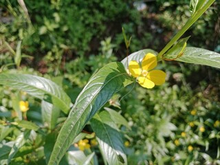 Bright Morning in the Rice Harvest Season
