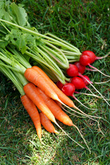 Homegrown organic carrots and radishes with leaves.