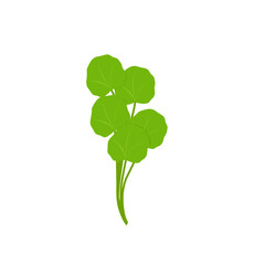 Illustration of green centella asiatica leaves. Hand drawn illustration of Centella asiatica leaf.Illustration of herbal leaves 