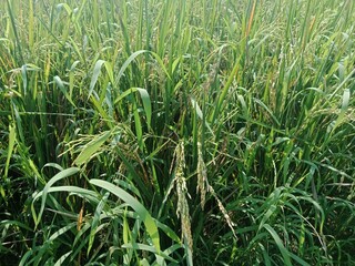 Bright Morning in the Rice Harvest Season