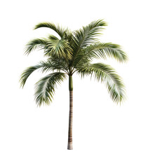 Obraz premium Tropical Palm Tree with Lush Green Leaves and Textured Trunk