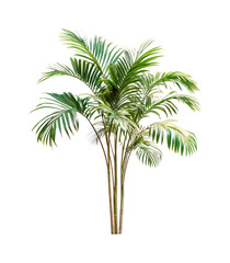 Obraz premium Elegant Green Tropical Palm Tree with Lush Fronds Isolated on White