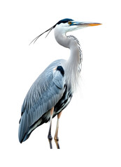 Fototapeta premium Elegant Grey Heron Standing Gracefully Near Water's Edge