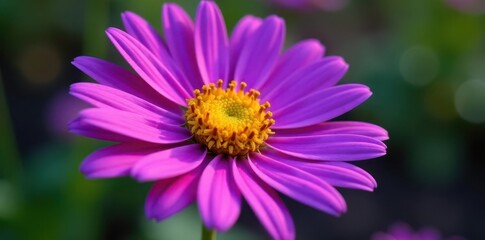 Obraz premium Intricate purple African daisy, pollen visible , African daisy, botanical, petals