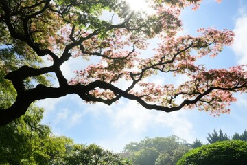 Fototapeta premium Pink blossoms silhouette tree sunny sky nature background
