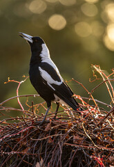 Closeup image of a male Australian magpie (Gymnorhina tibicen dorsalis)