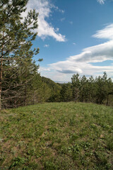 Spring green forest, Volga region, Russia.
