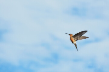 colibrí en vuelo en cielo azul nublado