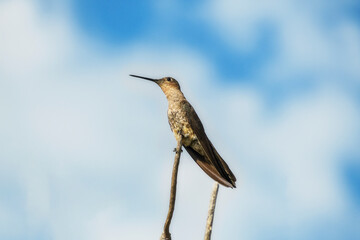 colibrí posado sobre una rama, atrás un cielo azul con nubes blancas © Mauricio