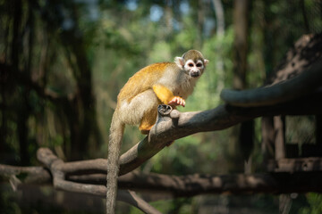 A macaque monkey on a branch in the jungle