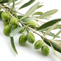 Fresh green olives and olive leaves on branch isolated on white background studio shot