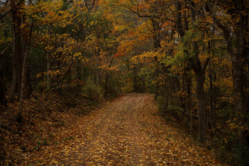 path in autumn forest