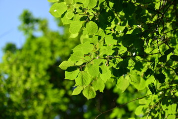This image features Korean wild hardy kiwi (Actinidia arguta), known as chui-darae, with green...