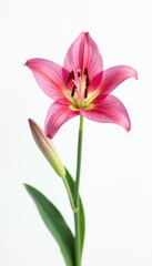 Fototapeta premium Single vibrant pink Asiatic lily against stark white Perfect for design projects , clean, photography, copy space