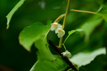 Macro image of a male hardy kiwi flower showing prominent stamens. Ideal for botanical and...