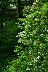 This image features Korean wild hardy kiwi (Actinidia arguta), known as chui-darae, with green foliage and small edible fruits. Commonly found in mountain forests.

