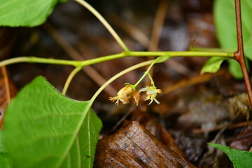 This image features Korean wild hardy kiwi (Actinidia arguta), known as chui-darae, with green...