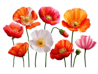 Naklejka premium Poppy Symphony: A vibrant collection of colorful poppies, their delicate petals unfurling in a captivating display of nature's artistry. Showcasing the diversity of floral beauty.