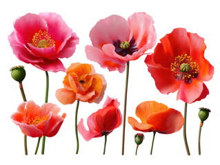 Obraz premium Vibrant Poppies in Bloom: A captivating display of colorful poppies in various stages of bloom, showcasing the delicate petals and intricate details of these elegant flowers.