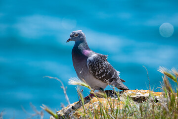 Pigeon on the rocks with the sea as background