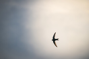 A swallow flying in the sky from behind into the sun