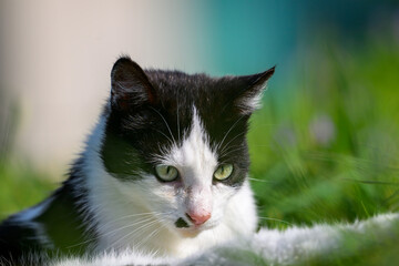 A white and black cat with green eyes playing in the grass and blooming flowers